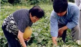 砖业吃瓜员,吃瓜员视角下的行业揭秘