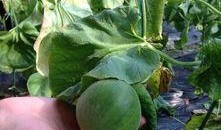 蛙友吃瓜论坛,揭秘网络蛙族的热议焦点