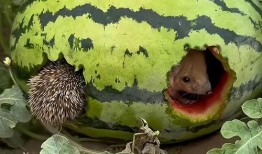 周公解梦瓜田里搞瓜吃瓜,瓜田里搞瓜吃瓜的寓意与启示