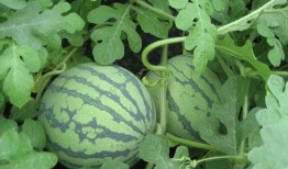 国服中路吃瓜,吃瓜群众眼中的英雄对决