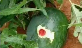 老鼠吃茄瓜,揭秘茄瓜的诱惑力