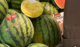 老鼠吃茄瓜,揭秘茄瓜的诱惑力