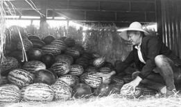 吐鲁番吃瓜群众事件始末,一场网络舆论的风暴与反思