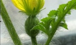 蓝毛吃瓜,揭秘网络红人的瓜田奇遇