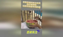 小熊吃瓜中,一场欢乐的夏日盛宴