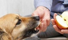 狗狗吃茭瓜视频,萌宠美食瞬间