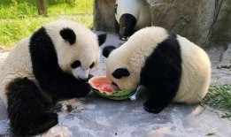 大熊猫吃瓜超长,超长萌态引网友热议