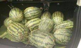 搬张凳子吃瓜,品味生活百态——搬张凳子吃瓜记