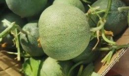 吃线瓜吉利吗,健康又吉利，揭秘瓜果中的养生佳品