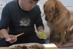金毛吃京瓜,金毛犬的京瓜美食之旅