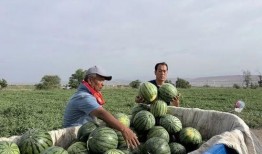 珍珠湖吃瓜,瓜香四溢，夏日盛宴尽享清凉