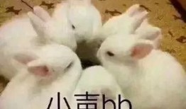 兔兔吃瓜娱乐,娱乐无限，揭秘娱乐圈幕后趣事