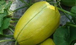 吉林教育机构吃瓜,揭秘吃瓜背后的真相