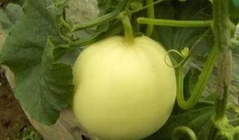 亳州市吃瓜,品味千年古都的甜蜜时光