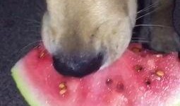 金毛吃京瓜,金毛犬的京瓜美食之旅