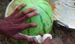 吃瓤的瓜和吃皮的瓜,品味瓤与皮的独特风味