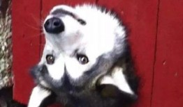 吃瓜的狗哥,揭秘娱乐圈那些事儿