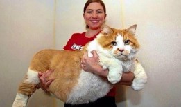 五一吃瓜今日吃瓜热门大瓜胖猫,胖猫成热门大瓜，揭秘娱乐圈幕后故事