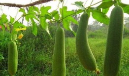 吃瓜保护种瓜人,吃瓜与种瓜的和谐共生