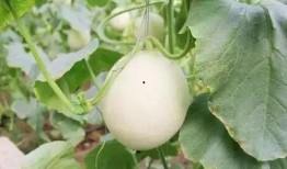 呼市网红吃瓜事件,揭秘网络舆论的风云变幻