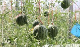 长垣最新吃瓜事件视频,视频揭秘惊人真相