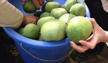 蛙友吃瓜论坛,揭秘网络蛙族的热议焦点