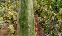 带你吃瓜耕地,揭秘农业新风尚