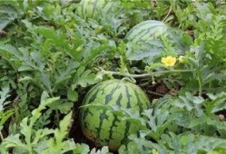 在农家小院吃瓜,夏日时光尽享悠闲