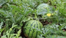 在农家小院吃瓜,夏日时光尽享悠闲