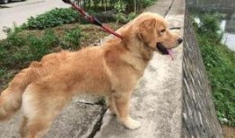 金毛吃京瓜,金毛犬的京瓜美食之旅