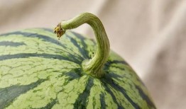 上海二院吃瓜,揭秘背后真相与争议