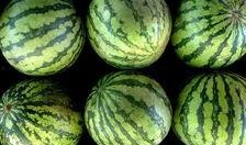 吃瓜大省,揭秘我国瓜果产业的繁荣与魅力