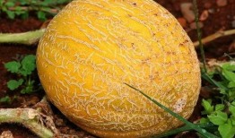 吃瓜小助理南昌,吃瓜小助理带你探秘城市美食盛宴