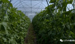 西昌越西吃瓜,瓜果飘香，品味夏日田园风光