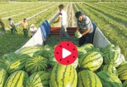 吃瓜的关心瓜的感受,揭秘吃瓜群众的喜怒哀乐