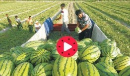 吃瓜的关心瓜的感受,揭秘吃瓜群众的喜怒哀乐