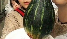 吃一整年的瓜,品味四季瓜香，尽享丰收喜悦