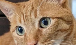 动漫猫咪吃瓜头像可爱,猫咪吃瓜头像的可爱瞬间