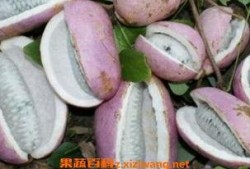 长脚气可以吃八月瓜吗,长脚气患者可尝试食用八月瓜缓解症状