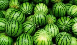 吃瓜四仙女,女生心中的美食传奇