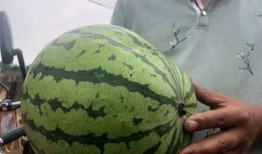 砖业吃瓜员,吃瓜员视角下的行业揭秘