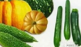 吃瓜保护种瓜人,吃瓜与种瓜的和谐共生