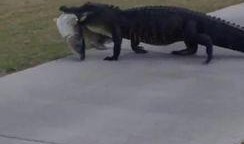 吃瓜群众鳄鱼,揭秘神秘生物的日常生活