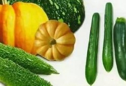 瓜变酸可以吃吗,还能安全食用吗？揭秘食品安全之谜