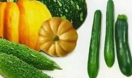 瓜变酸可以吃吗,还能安全食用吗？揭秘食品安全之谜