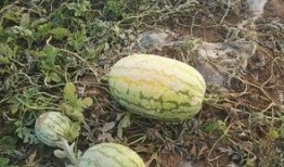 蛙友吃瓜论坛,揭秘网络蛙族的热议焦点