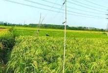 稻田里吃瓜文案,稻田里的甜蜜诱惑