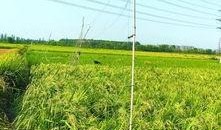 稻田里吃瓜文案,稻田里的甜蜜诱惑