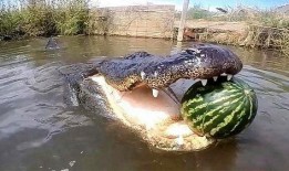 吃瓜群众鳄鱼,揭秘神秘生物的日常生活