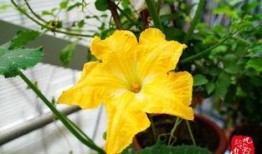 吃瓜的大花,揭秘娱乐圈幕后故事